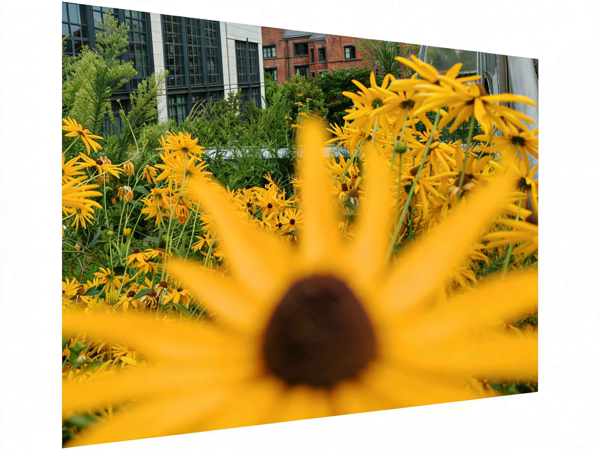 A woman peers intently through a microscope in a laboratory setting.